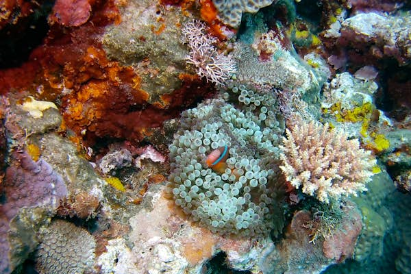 Underwater world of Tanna. Image credit Sarah Reid