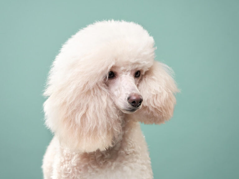 poodle dog poodlana presale image