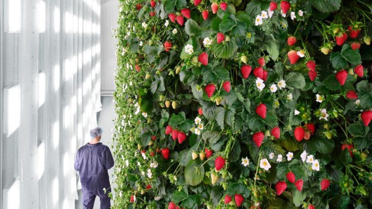 1 ai is being used to run the worlds first indoor vertical berry farm in virginia