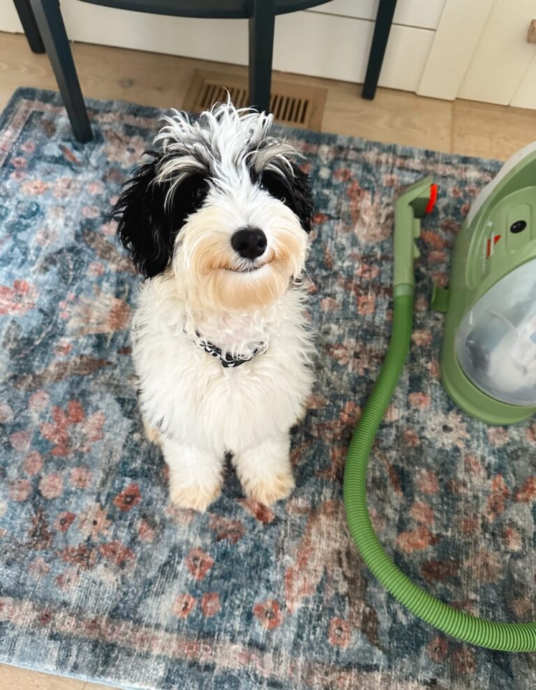 carpet upholstery cleaner finnegan schnoodle the inspired room