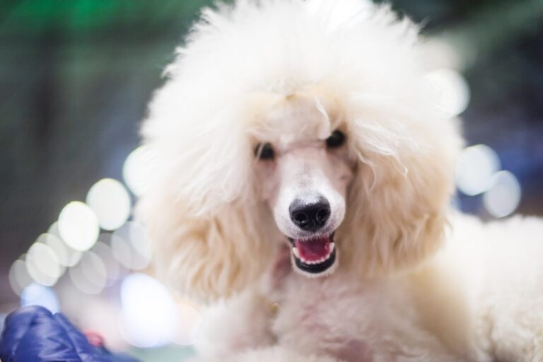 poodle cute poodlana