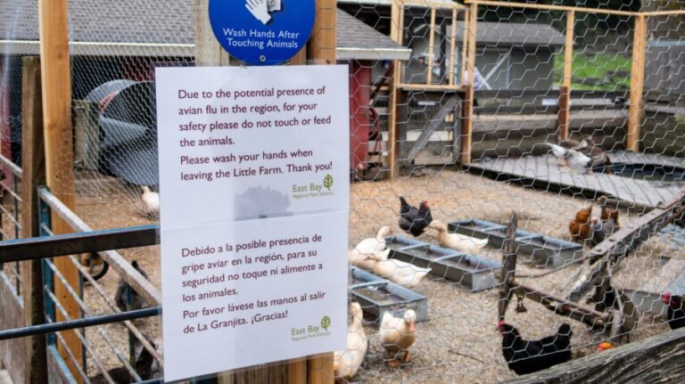 bird flu california 03162025 GettyImages 2210259602