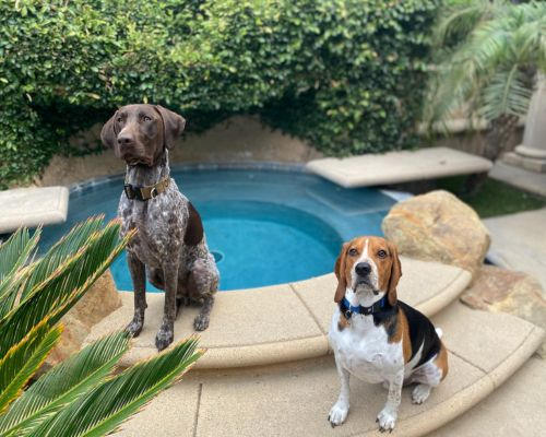 Off Leash K9 Training Santa Barbara Redefines the Standard for Dog Obedience and Behavior Training